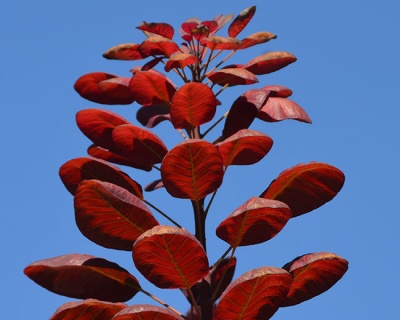 Скумпия "Вельвет Клок" (Velvet Cloak)