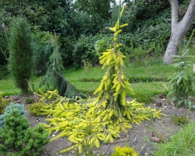 Ель обыкновенная "Голд Дрифт"