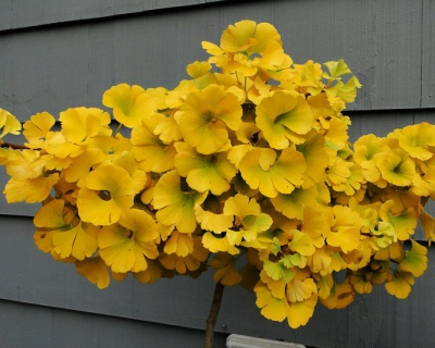 Гинкго Билоба "Марикен" (штамбовая форма)