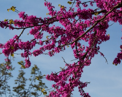 Церцис европейский