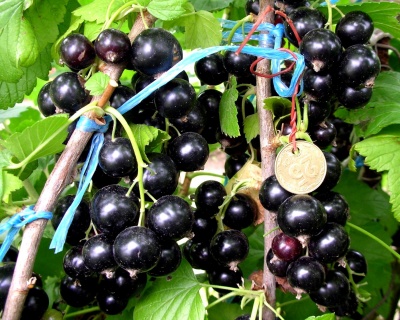 Смородина "Добрыня"