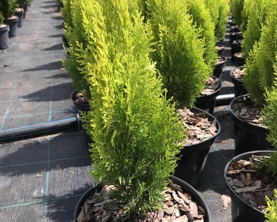 Кипарисовик Лавсона "Ивонне"