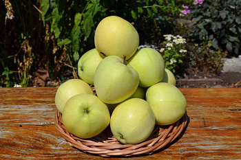 Яблоня "Белый Налив"