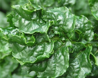 Ясень обыкновенный "Криспа"