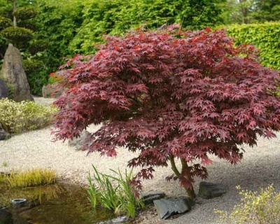 Клен пальмолистный "Бладгуд"