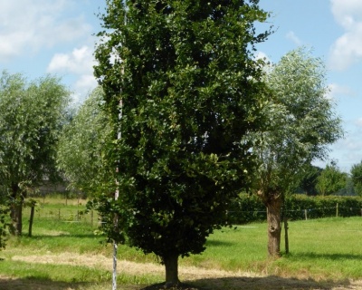 Бук лесной "Дэвик"