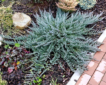 Можжевельник горизонтальный "Блю Чип"