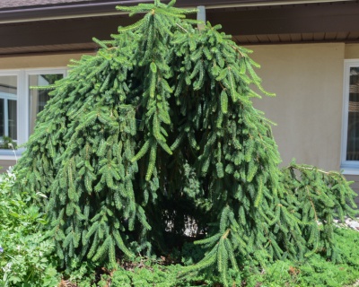 Ель обыкновенная "Фробург"