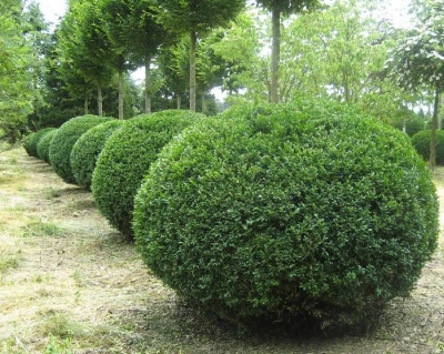 Самшит вечнозеленый «Ротундифолия»(Р-9)