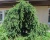 Ель обыкновенная "Фробург"