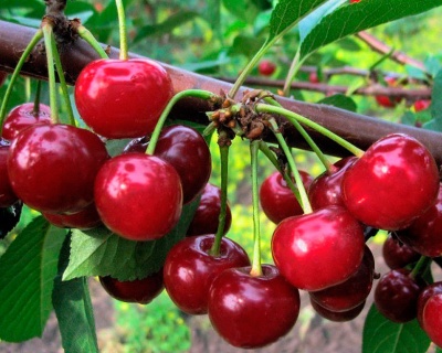 Черевишня "Ивановна" (гибрид вишни и черешни)