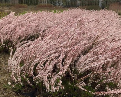 Спирея тунберга "Фуджино пинк"