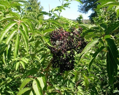 Бузина черная "Адамс"