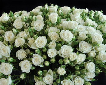 Спрей-роза «Сноу Денс»