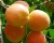 Абрикос "Память Шевчука"