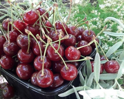 Вишня "Морозовка"