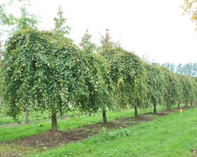 Граб обыкновенный "Пендула" (штамбовая форма)