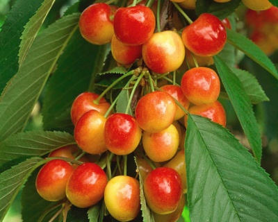 Черешня колоновидная "Сэм"