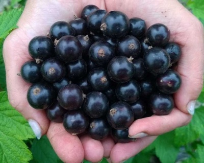 Смородина "Багира"