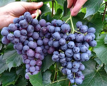 Виноград "Восторг черный"