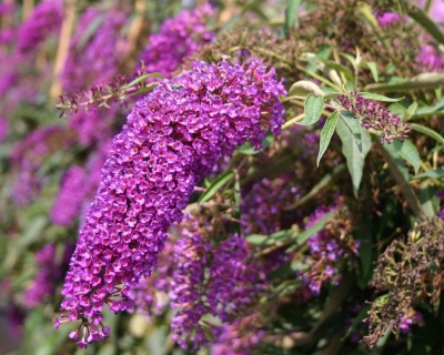 Буддлея Давида "Нано Перпл" (Nanho Purple)