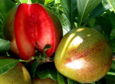 Априум (гибрид абрикоса и сливы)