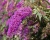 Буддлея Давида "Нано Перпл" (Nanho Purple)