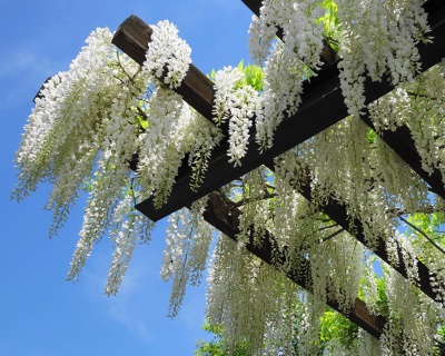 Глициния обильноцветущая "Широ-нода"