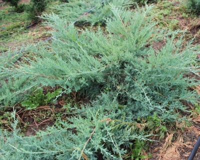 Можжевельник средний "Пфитцериана Глаука"
