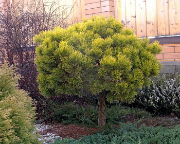 Сосна горная "Винтер Голд" (штамбовая форма)