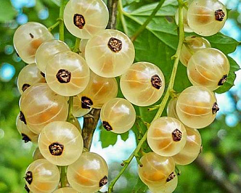 Смородина белая "Кремовая"