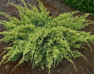 Можжевельник чешуйчатый "Дрим Джой"