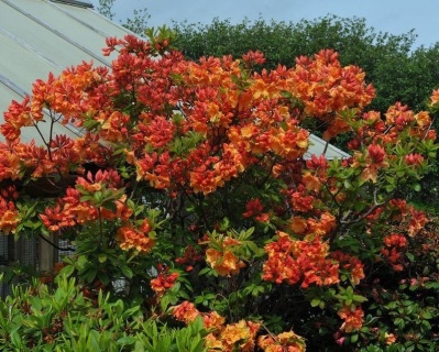 Азалия крупноцветковая "Гибралтар"