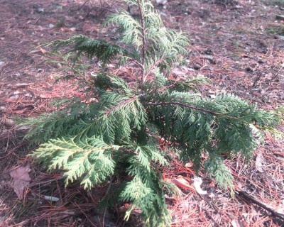 Кипарисовик Нутканский "Глаука"