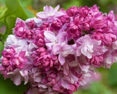 Сирень "Катерина Хавемейер"