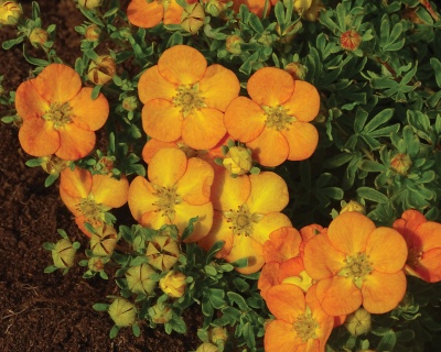 Лапчатка "Аннет" (Annette)