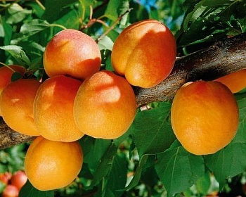 Абрикос "Триумф Северный"