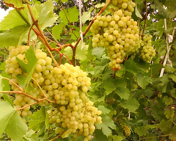 Виноград "Алёшенькин"