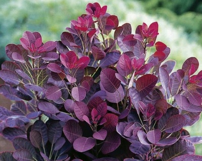 Скумпия "Роял Пурпл" (Royal Purple)