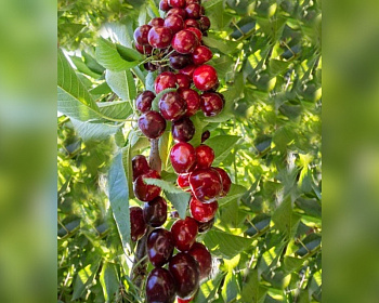 Черешня колоновидная "Сабрина"