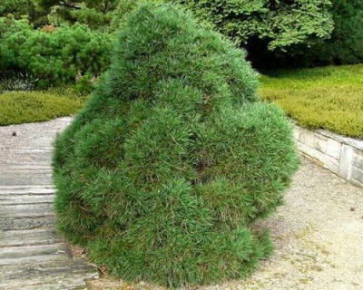 Сосна обыкновенная "Глобоза Виридиз"