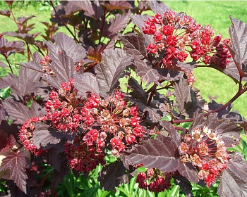 Пузыреплодник "Андре" (Andre)