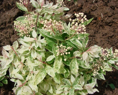 Спирея вангутта "Пинк айс"