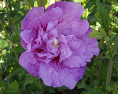 Гибискус «Лавендер Шифон»