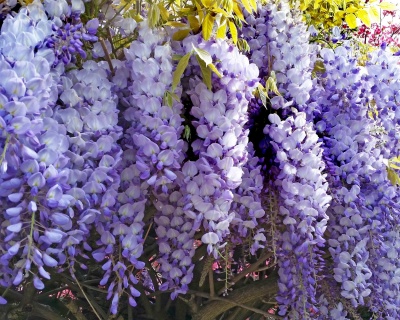 Глициния обильноцветущая "Пролифик"