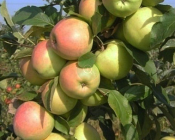 Яблоня колоновидная "Болеро"