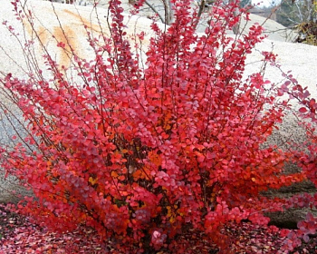 Барбарис Тунберга "Carmen"