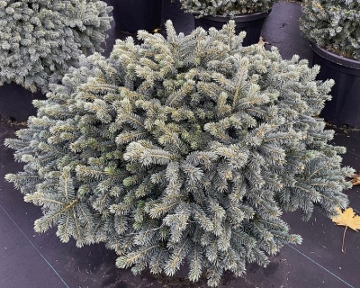 Ель колючая "Вальдбрун"