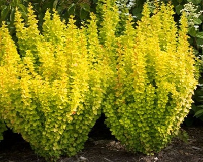 Барбарис Тунберга "Golden Torch"