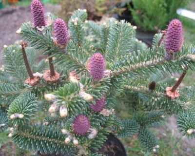 Пихта корейская "Бонсай Блю"